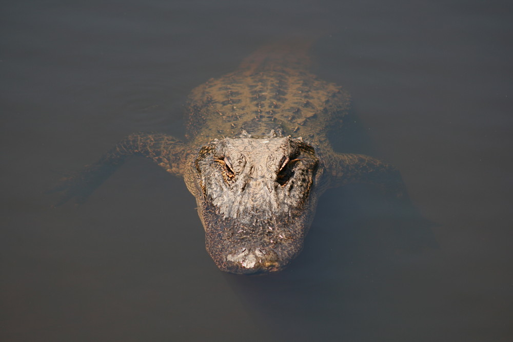 Krokodil im Reptile Parc bei Sydney