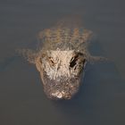 Krokodil im Reptile Parc bei Sydney