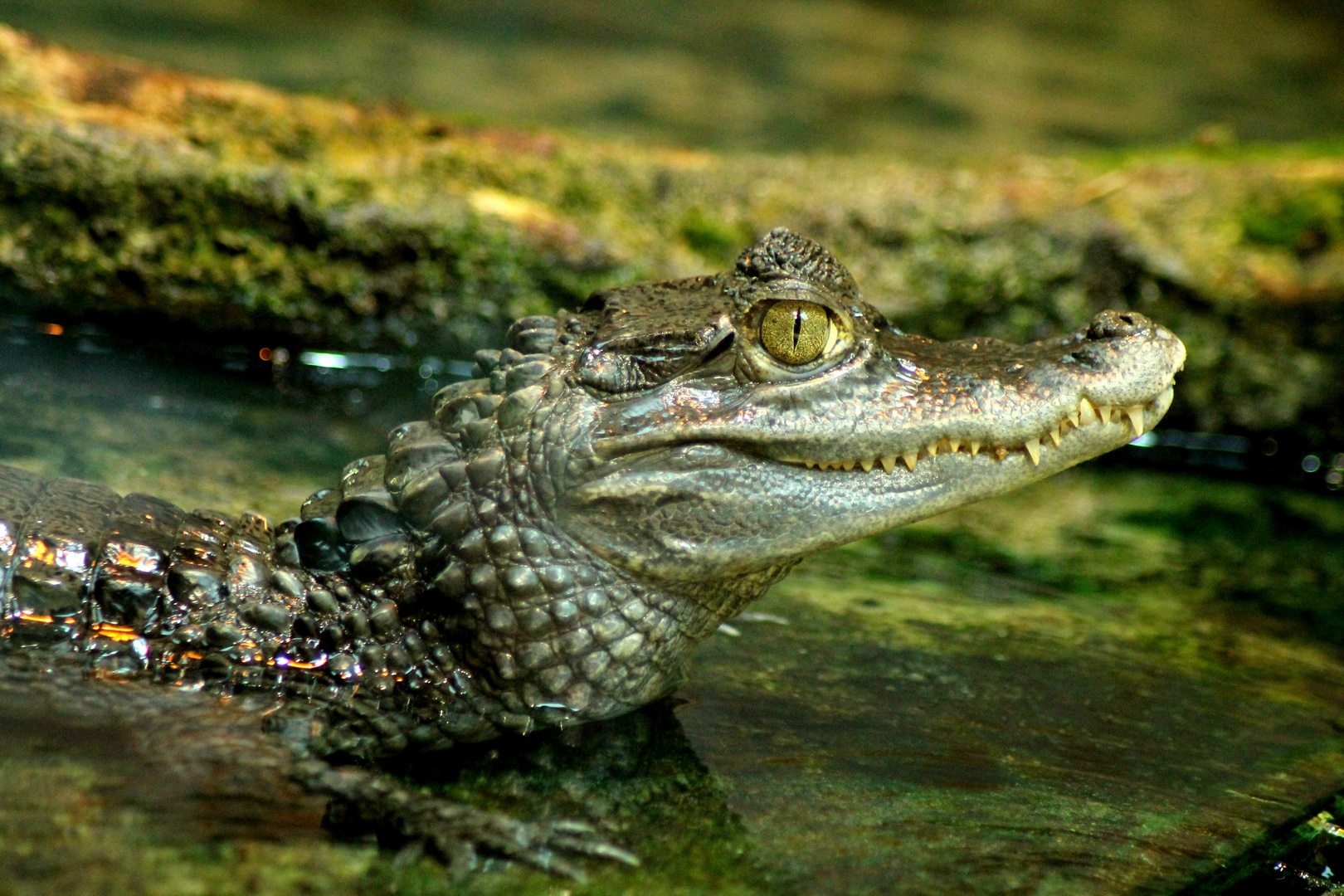 Krokodil im Rostocker Zoo