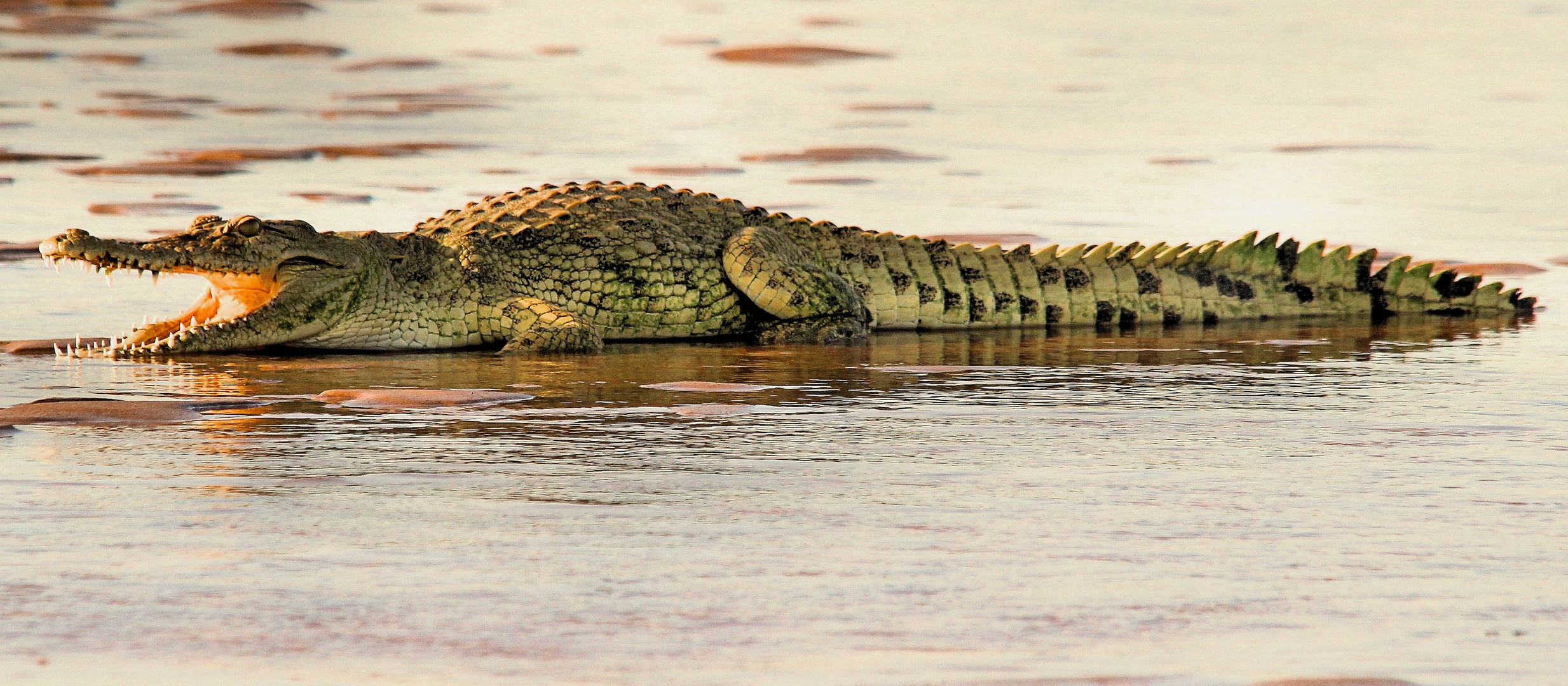 Krokodil im Rufije River