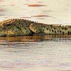 Krokodil im Rufije River