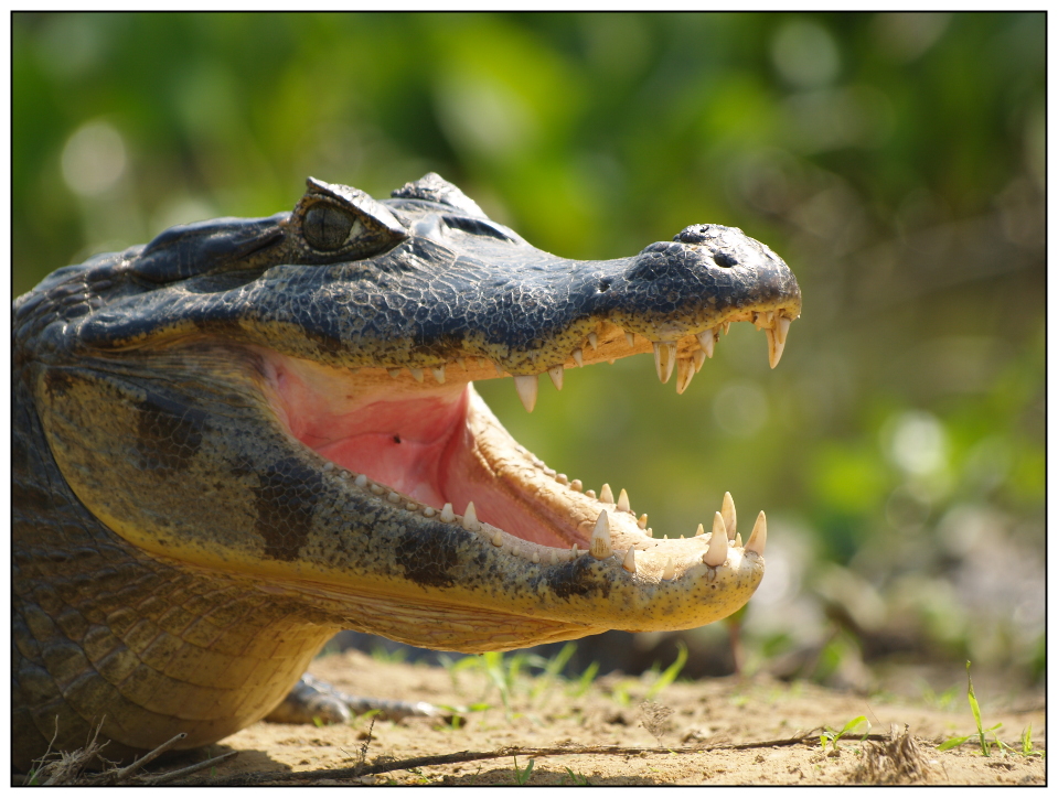 Krokodil im Sumpfgebiet von Pantanal