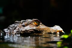 Krokodil im Tierpark Bochum