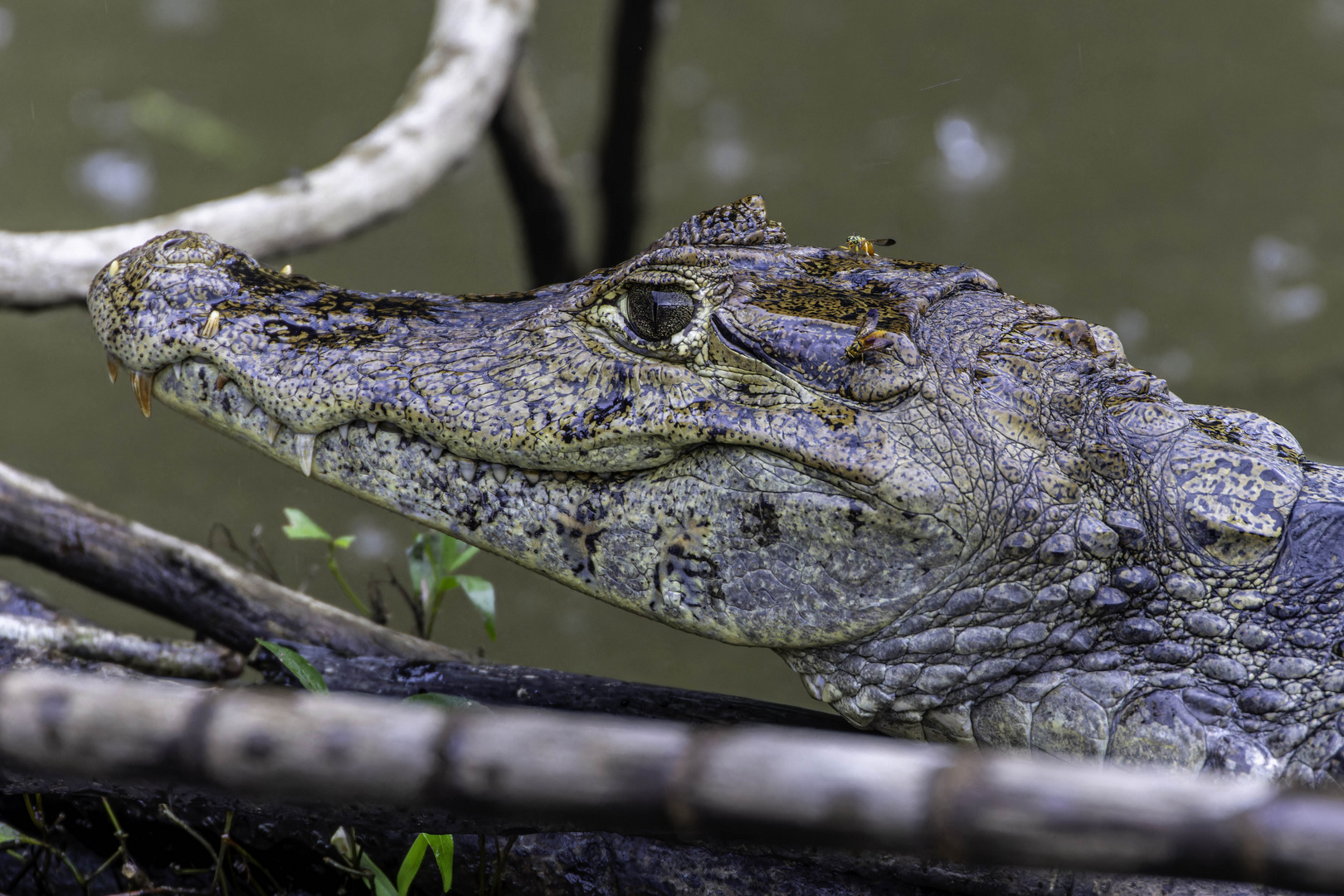 Krokodil im Urlaub in Costa Rica