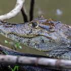 Krokodil im Urlaub in Costa Rica