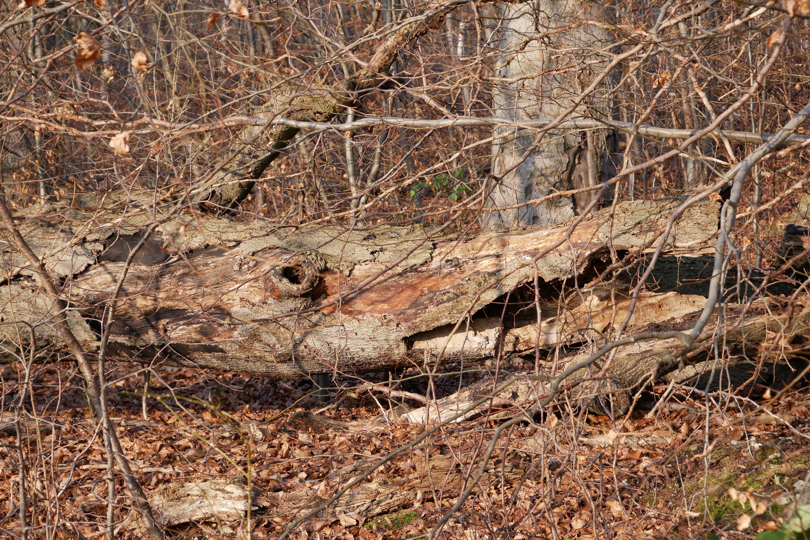 Krokodil im Wald