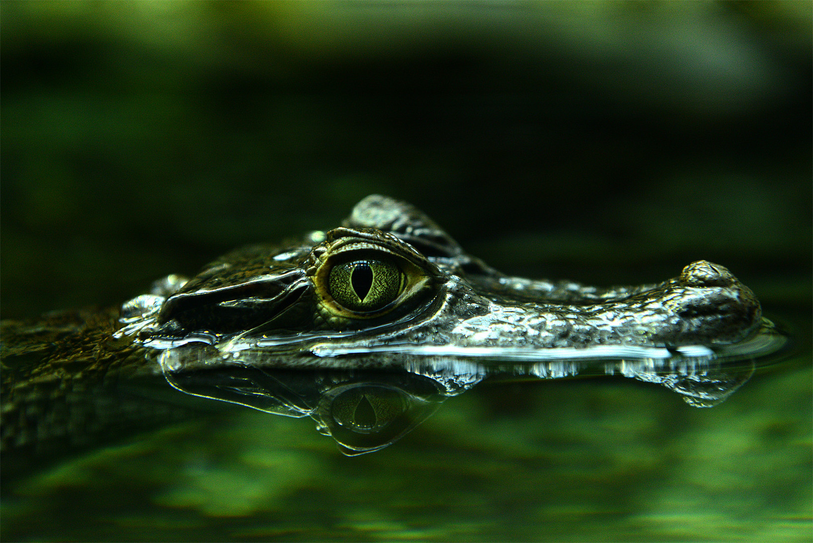Krokodil im Wasser Foto & Bild | tiere, wildlife, amphibien & reptilien ...