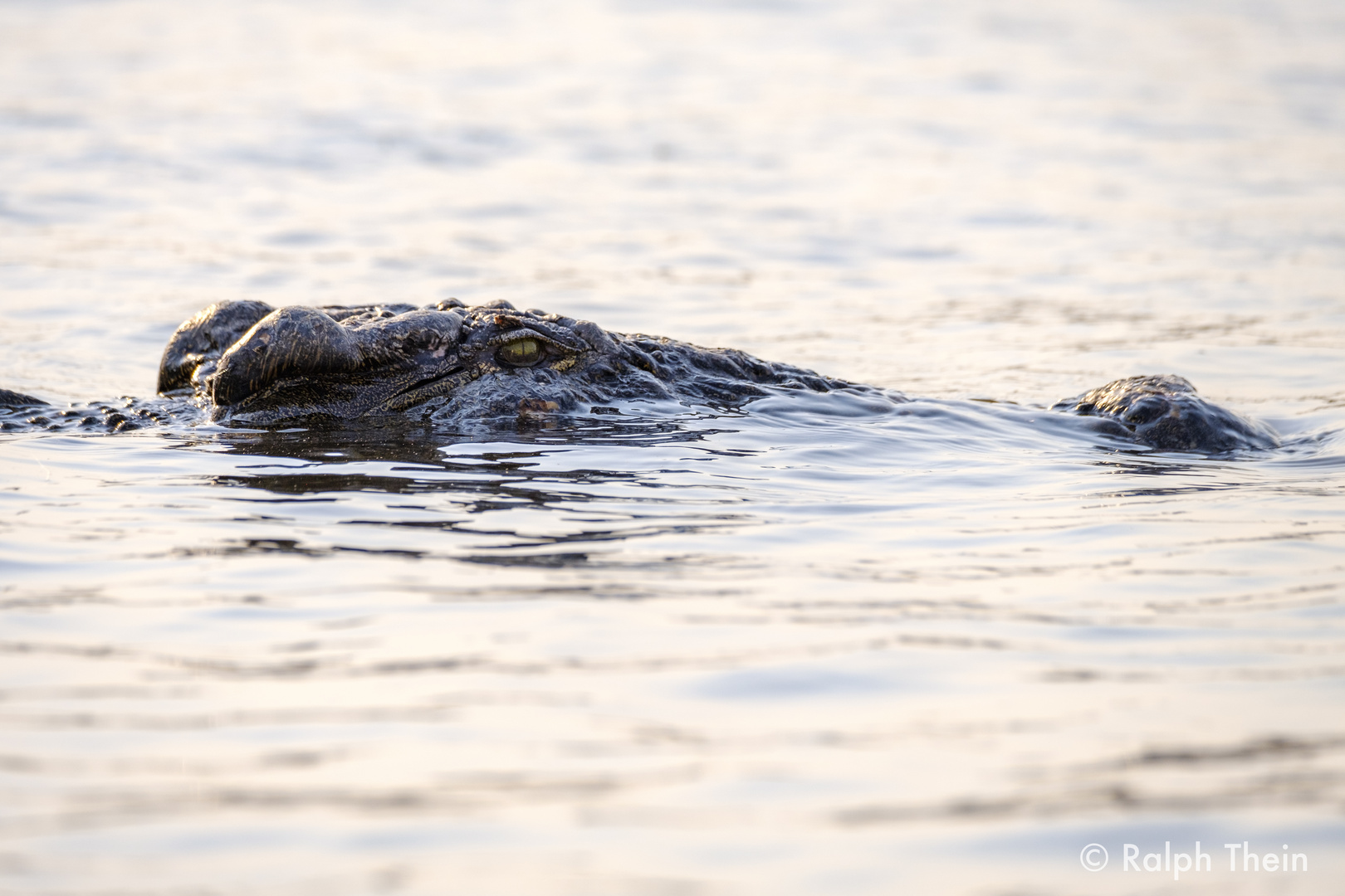 Krokodil im Wasser