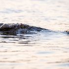 Krokodil im Wasser