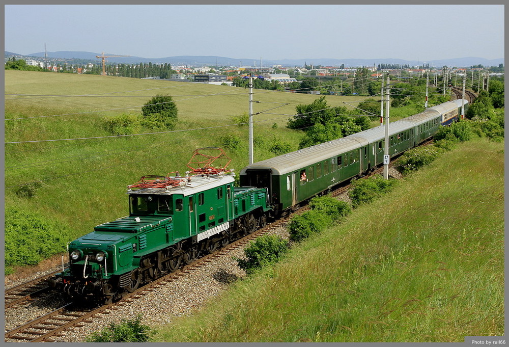 Krokodil im Weinberg