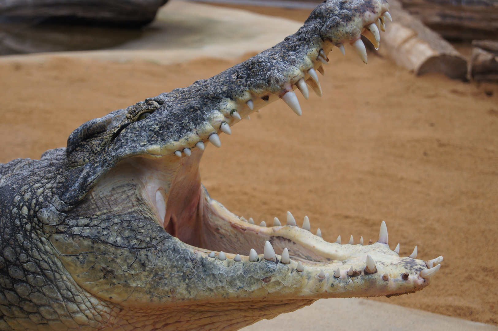 Krokodil im Zoo