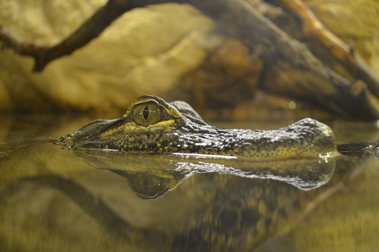 Krokodil im Zoo von Pilsen