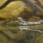 Krokodil im Zoo von Pilsen