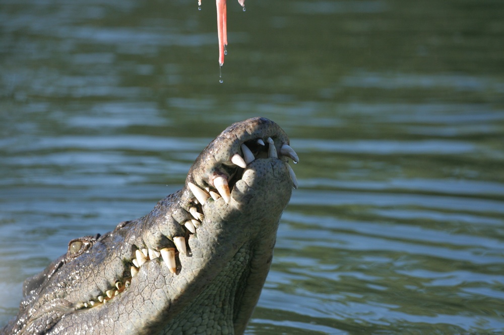 Krokodil in Australien