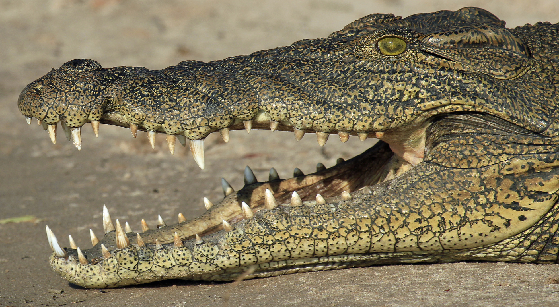 Krokodil in Chobe, Botswana