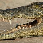 Krokodil in Chobe, Botswana