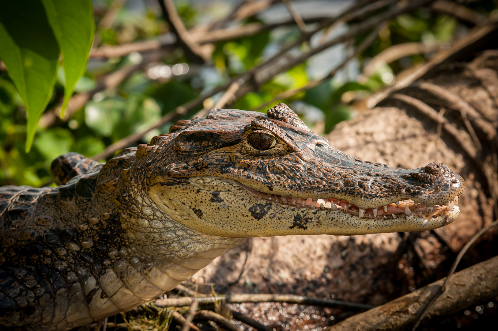 Krokodil in Costa Rica