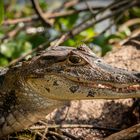 Krokodil in Costa Rica