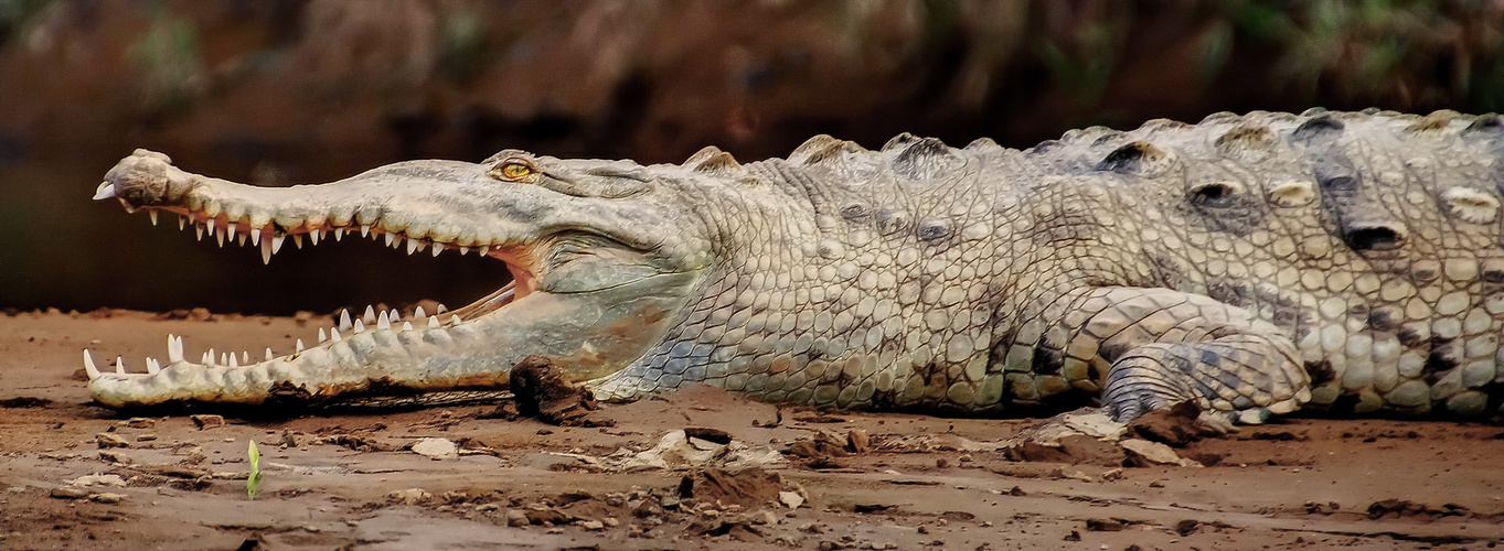 Krokodil in Costa Rica