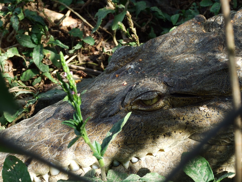 Krokodil in Costa Rica