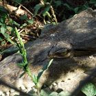 Krokodil in Costa Rica