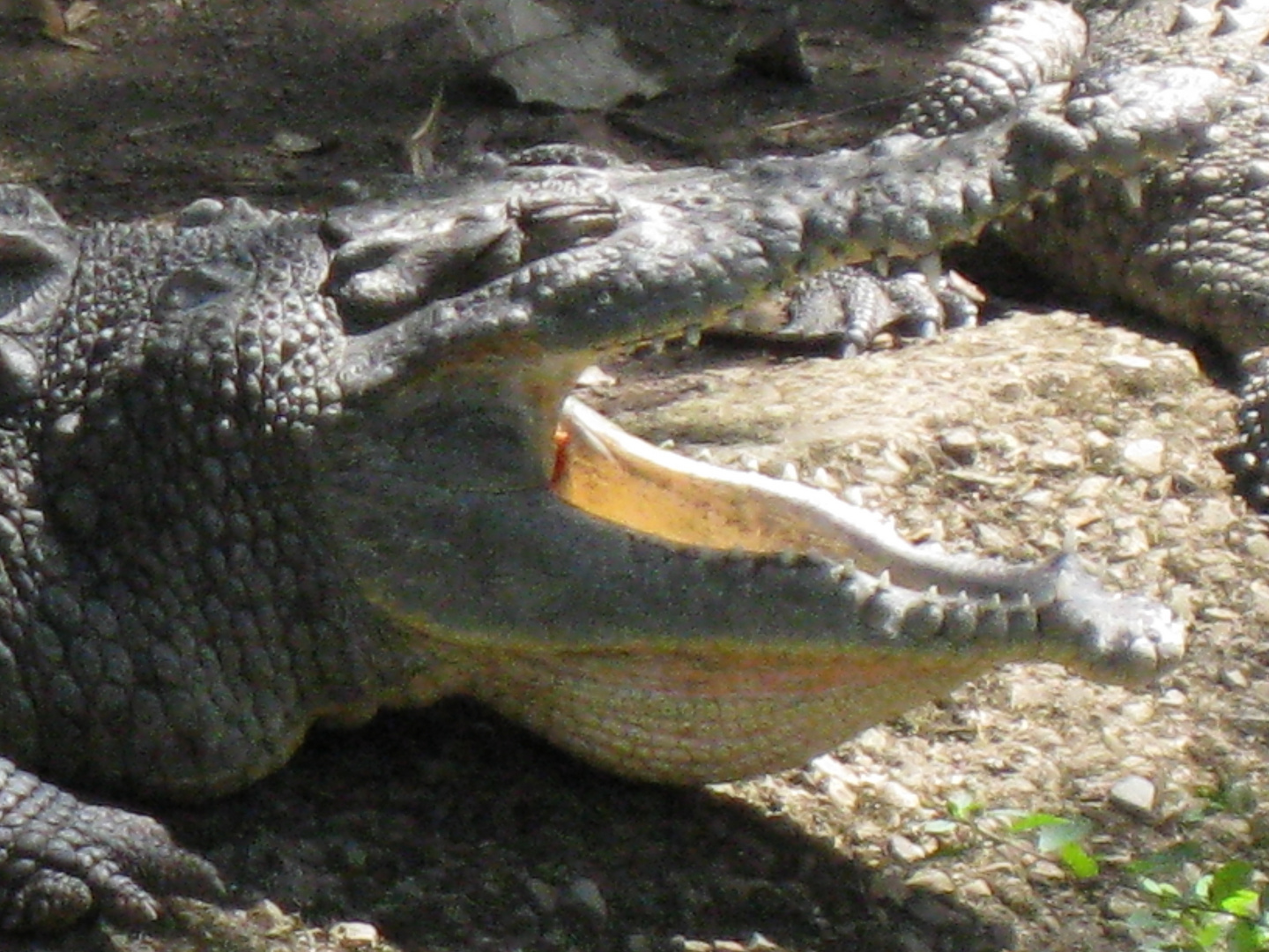 Krokodil in Costa Rica