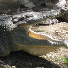 Krokodil in Costa Rica