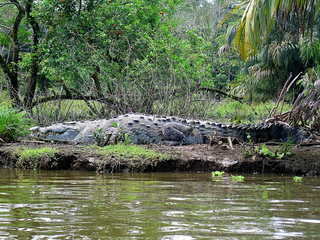 Krokodil in Costa Rica