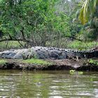 Krokodil in Costa Rica