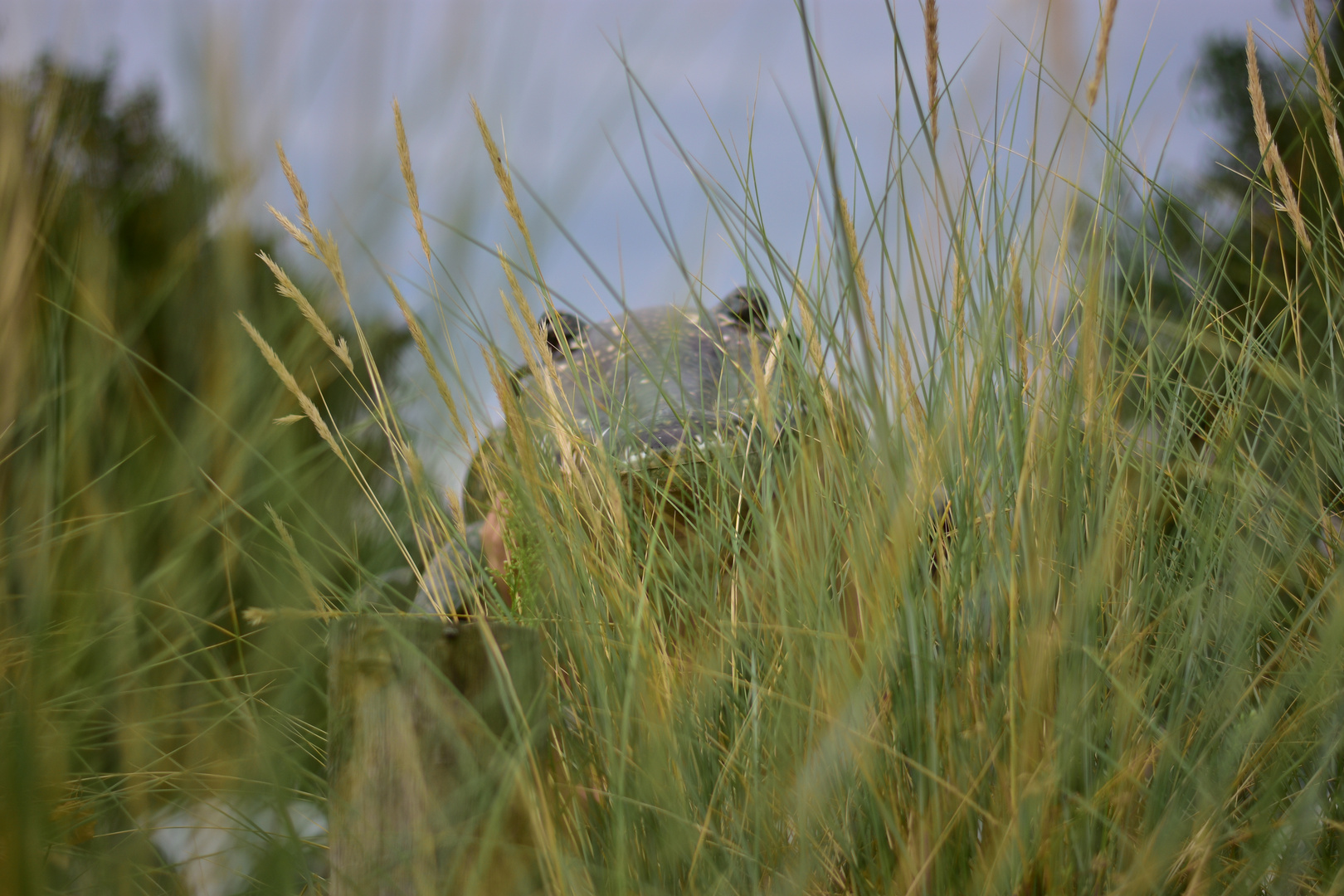 Krokodil in den Dünen 