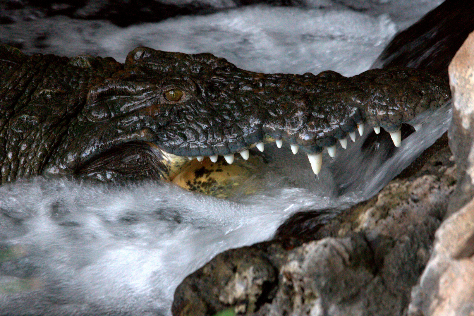 Krokodil in den Mzima Springs