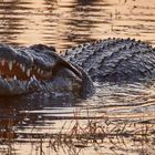 Krokodil in der Abenddämmerung - einfach nur romantisch :)