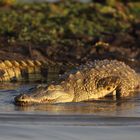 Krokodil in der Abendsonne