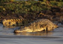 Krokodil in der Abendsonne