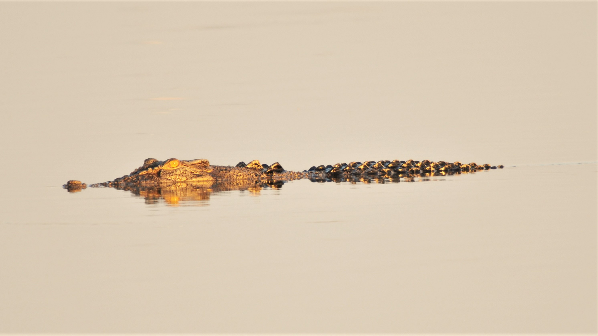 Krokodil in der Abendsonne beobachtet uns