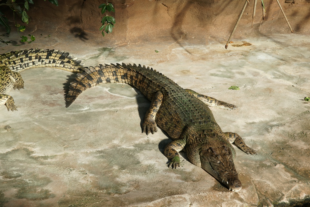Krokodil in der Wilhelma