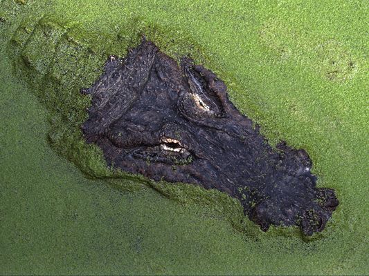 Krokodil in Entengrütze