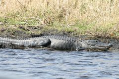 Krokodil in Florida