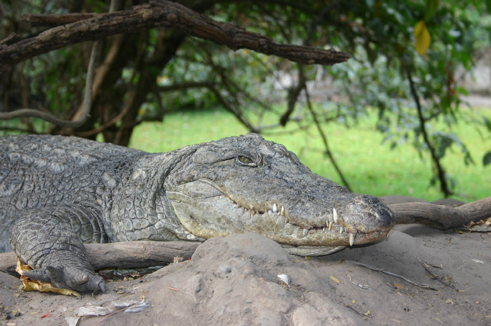 Krokodil in Gambia