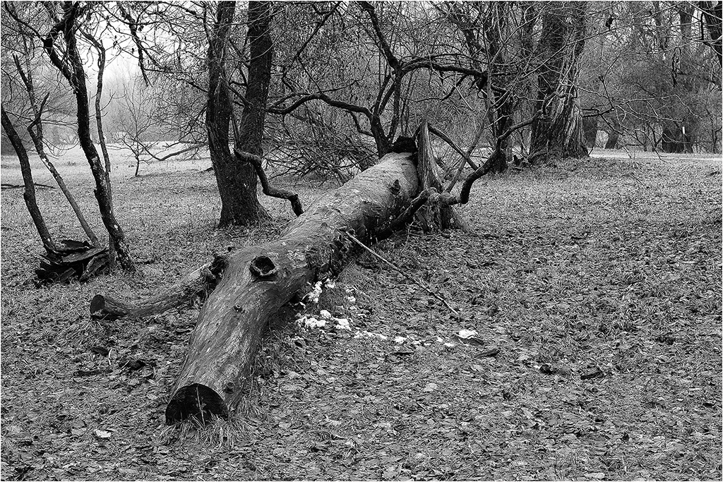 Krokodil in Holz