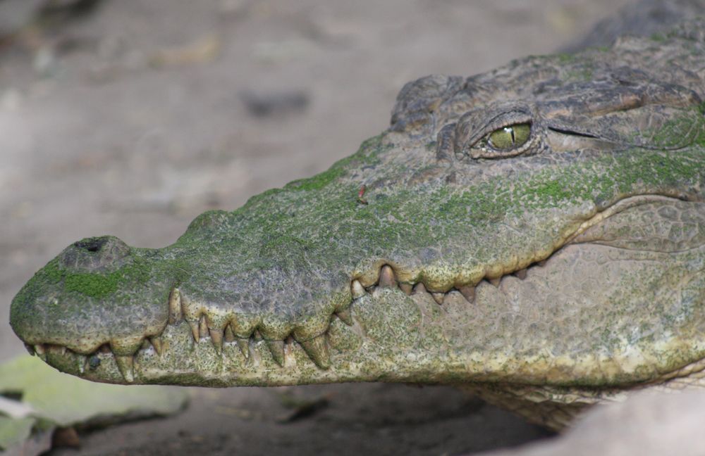 Krokodil in Kachikally, Gambia