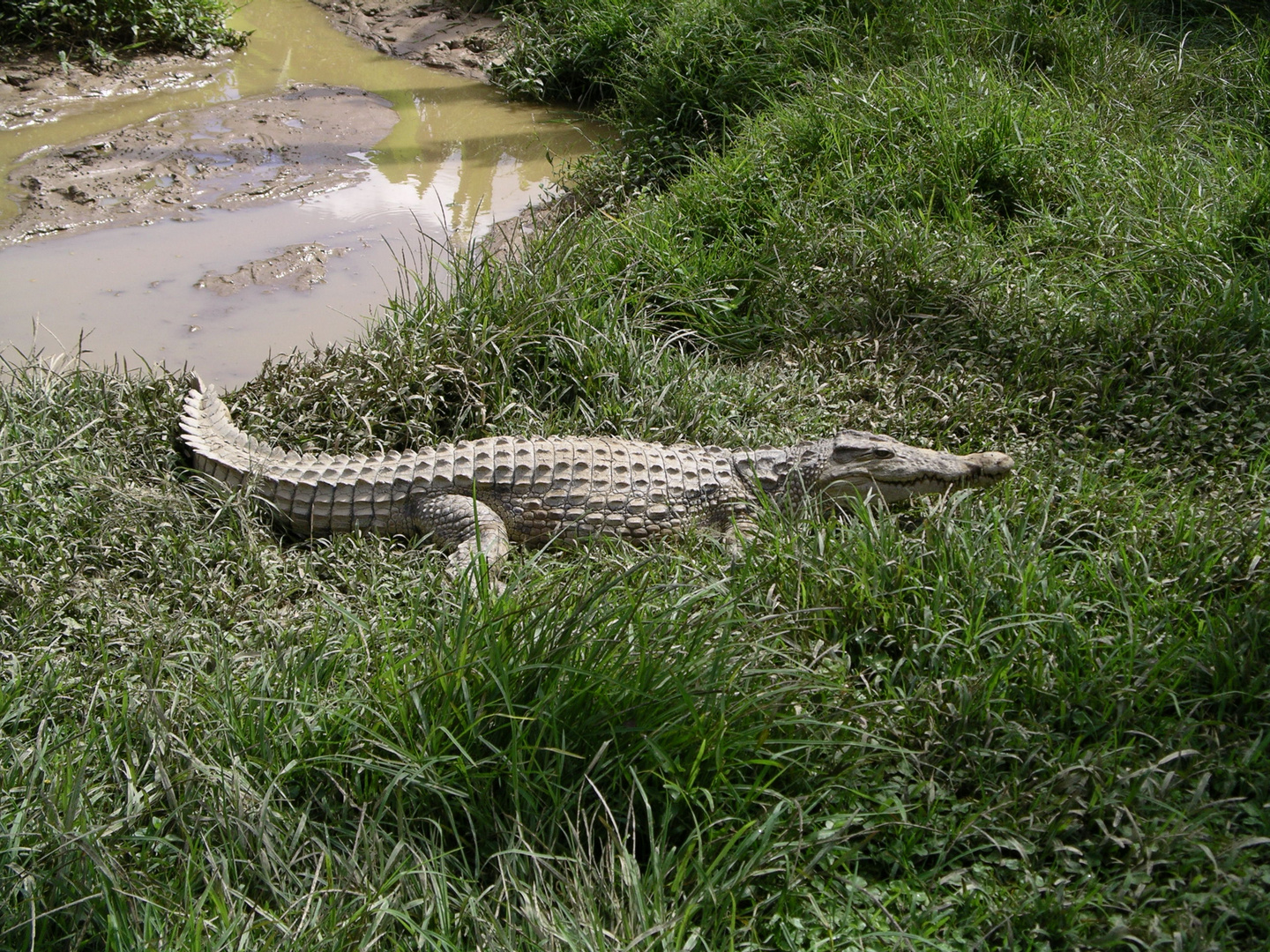 Krokodil in Madagaskar