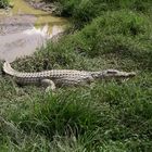 Krokodil in Madagaskar