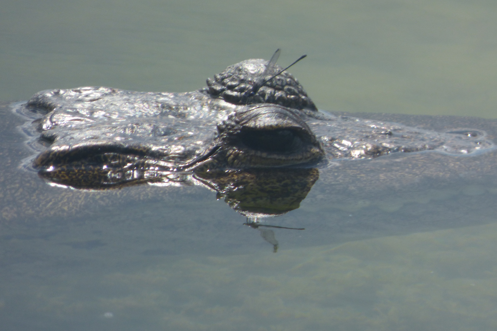 Krokodil in Mexiko 