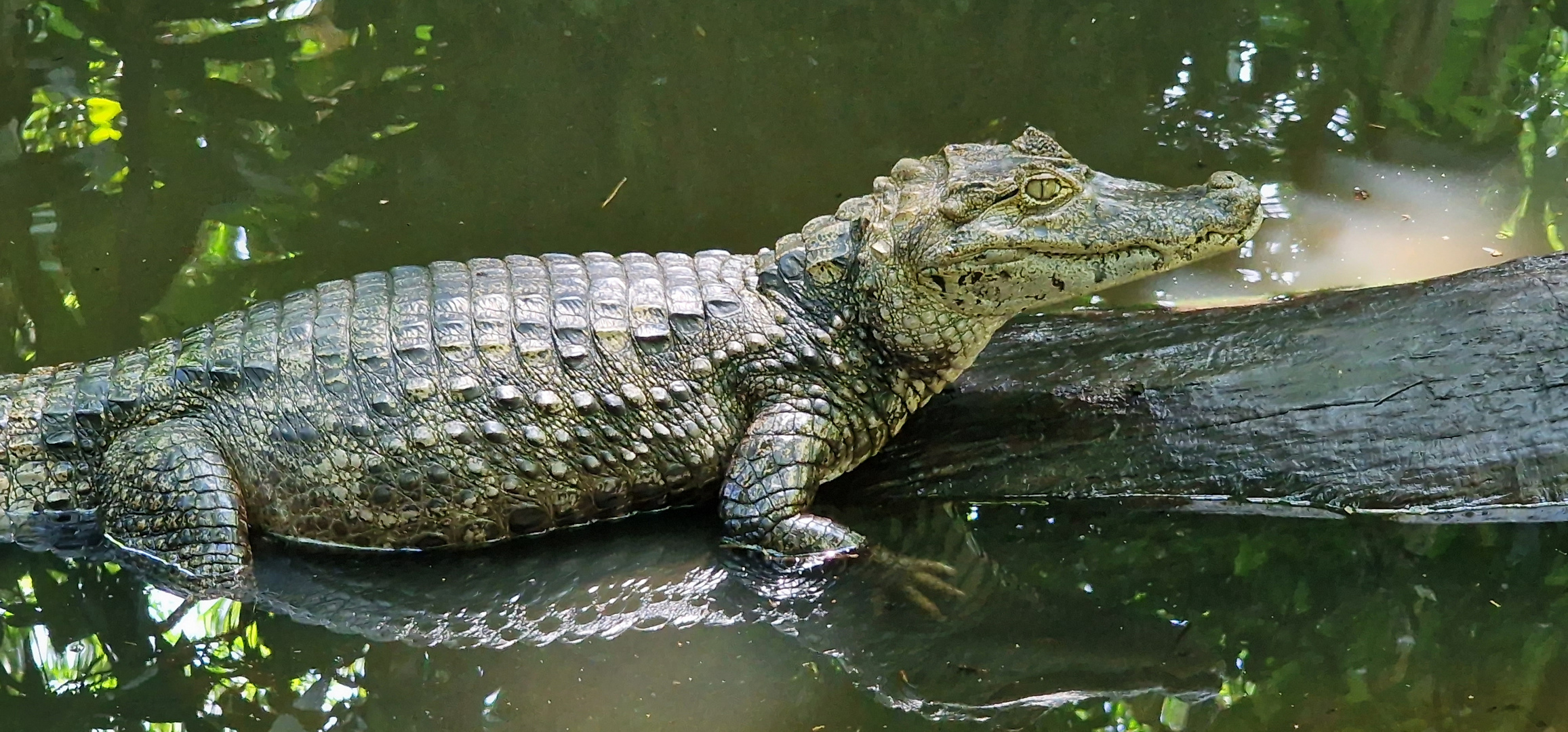 Krokodil/ Kaiman im Nationalpark in Costa Rica