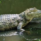 Krokodil/ Kaiman im Nationalpark in Costa Rica