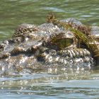 Krokodil Lichfield Nationalpark, Australien