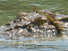 Krokodil Lichfield Nationalpark, Australien