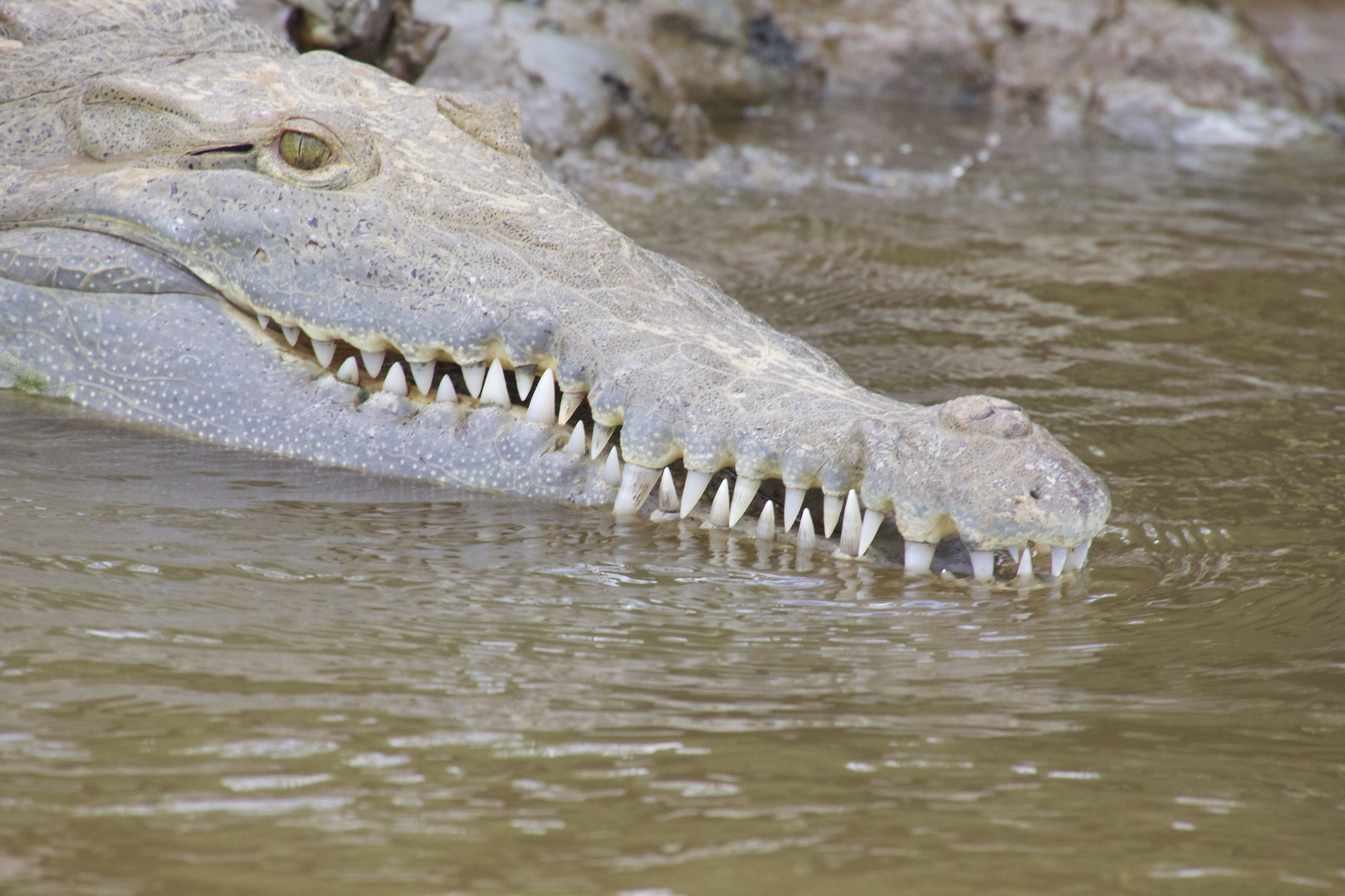 Krokodil mal schräg.........