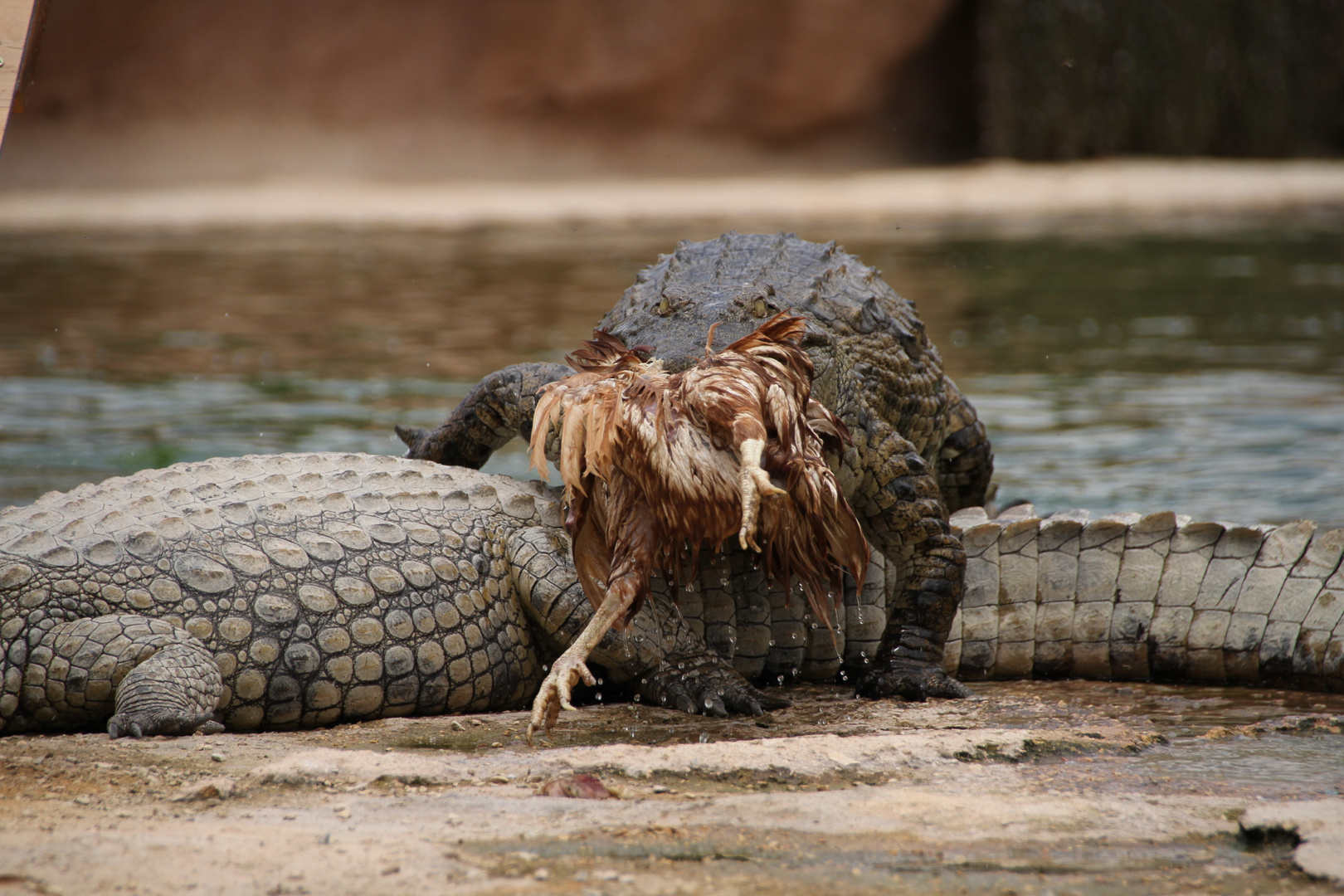 Krokodil mit Beute